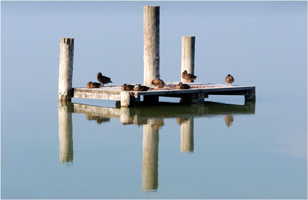 Morgendlich müde Enten