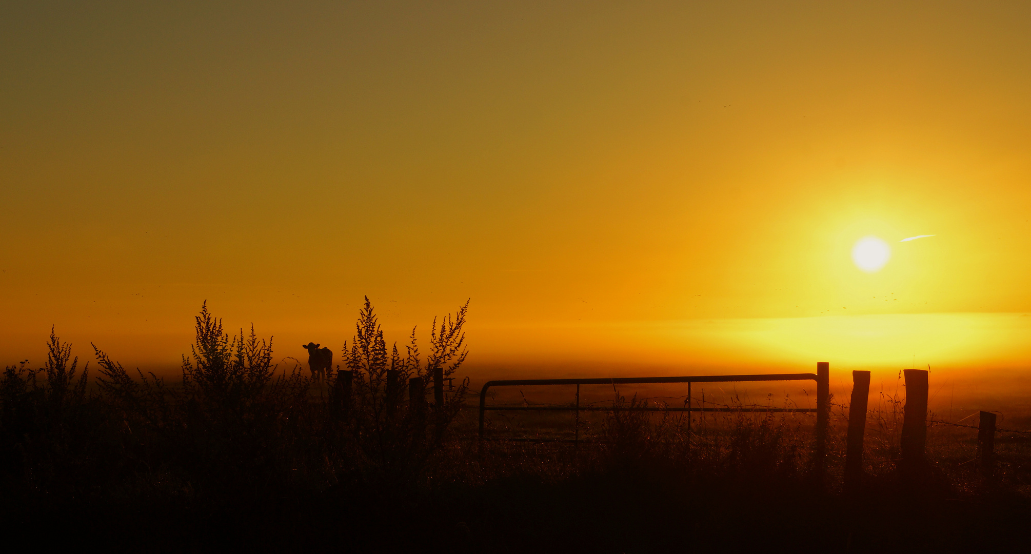 Morgendliche Begegnung