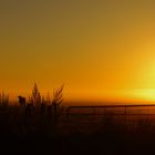 Morgendliche Begegnung