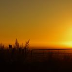 Morgendliche Begegnung