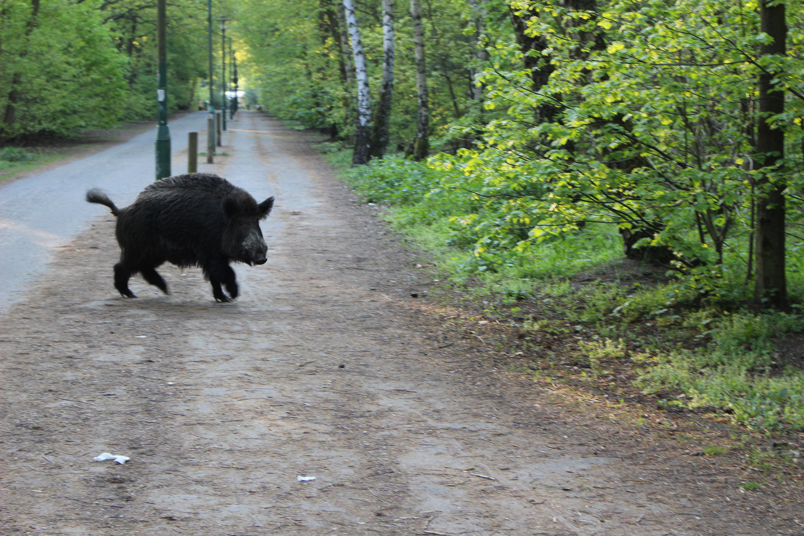 morgendliche Begegnung