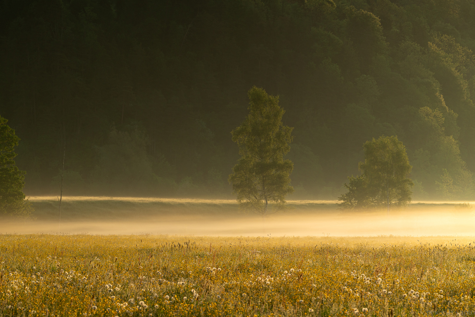 morgendliche Blumenwiese