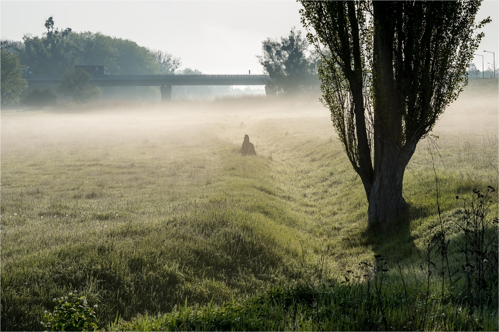 Morgendliche Elbaue