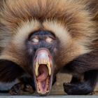 Morgendliche Entspannungsübung in der Wilhelma