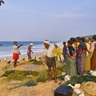 Morgendliche Fischversteigerung am Strand von Kerala, Indien