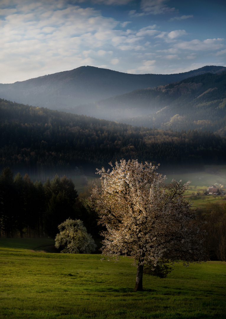 Morgendliche Frühlingsimpresion.