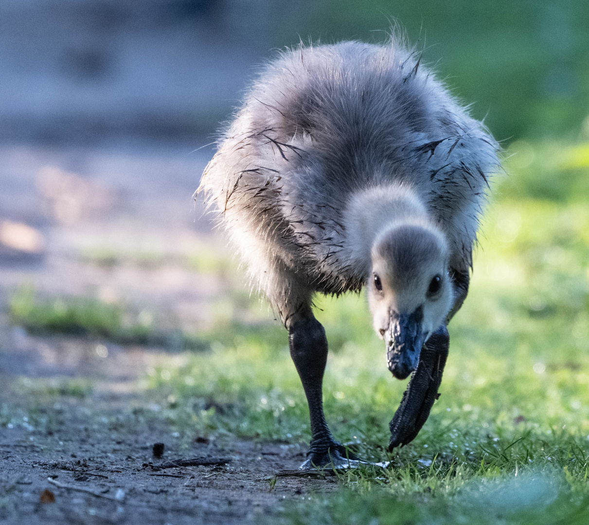 Morgendliche Futtersuche