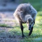 Morgendliche Futtersuche