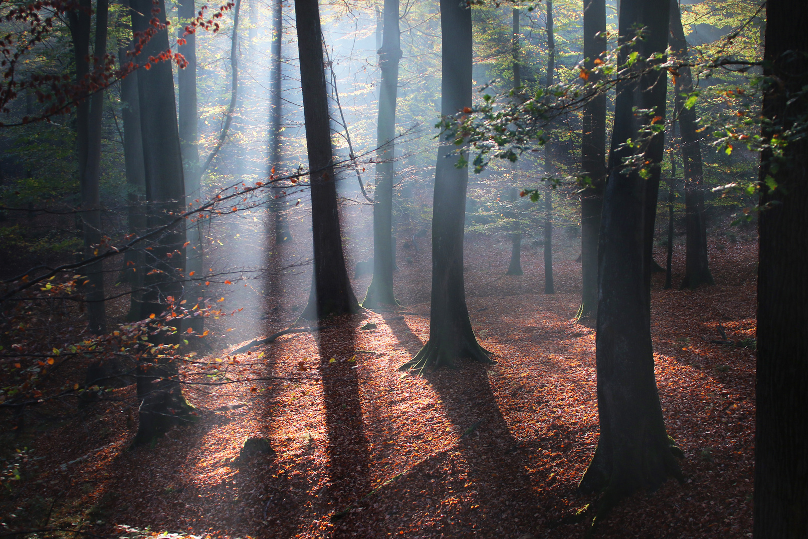 Morgendliche Herbststimmung