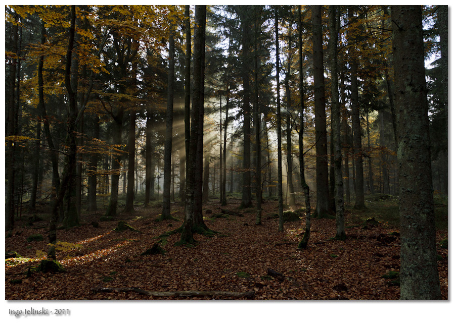 Morgendliche Herbststimmung im Bayrischen Wald