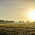 Morgendliche Herbstwiese bei Frost