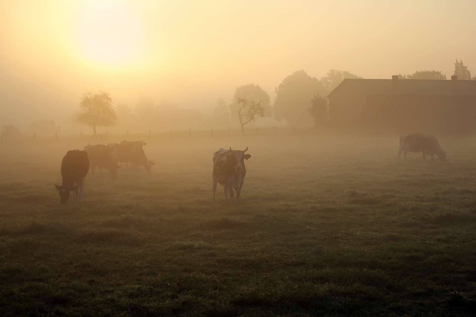 Morgendliche Idylle