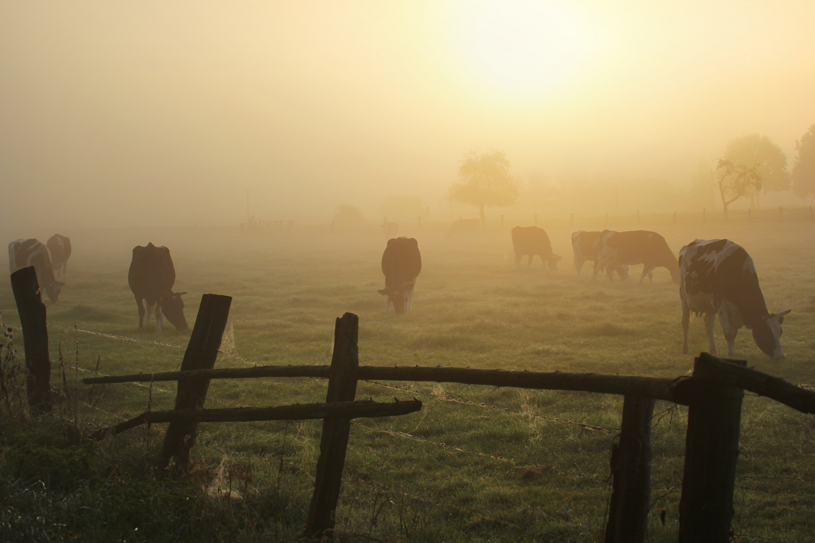 Morgendliche Idylle 2