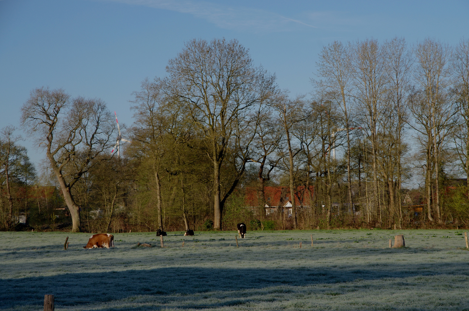 Morgendliche Idylle