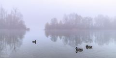 Morgendliche Idylle am Forrgensee