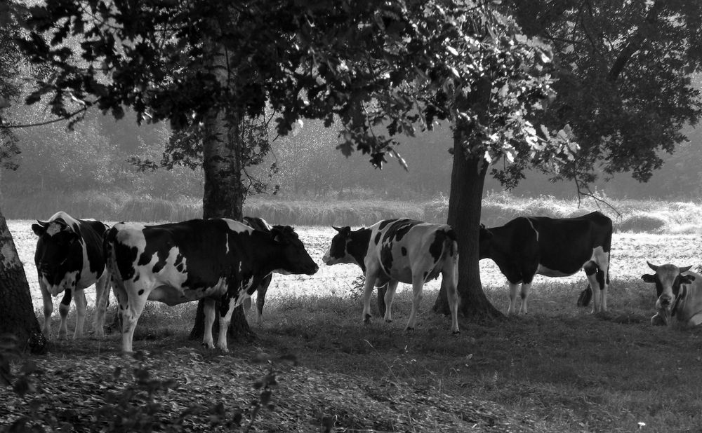 Morgendliche Kuhweidenidylle. von Ulfert k 