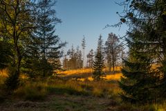 morgendliche Licht und Schatten Effekte im Hohen Venn