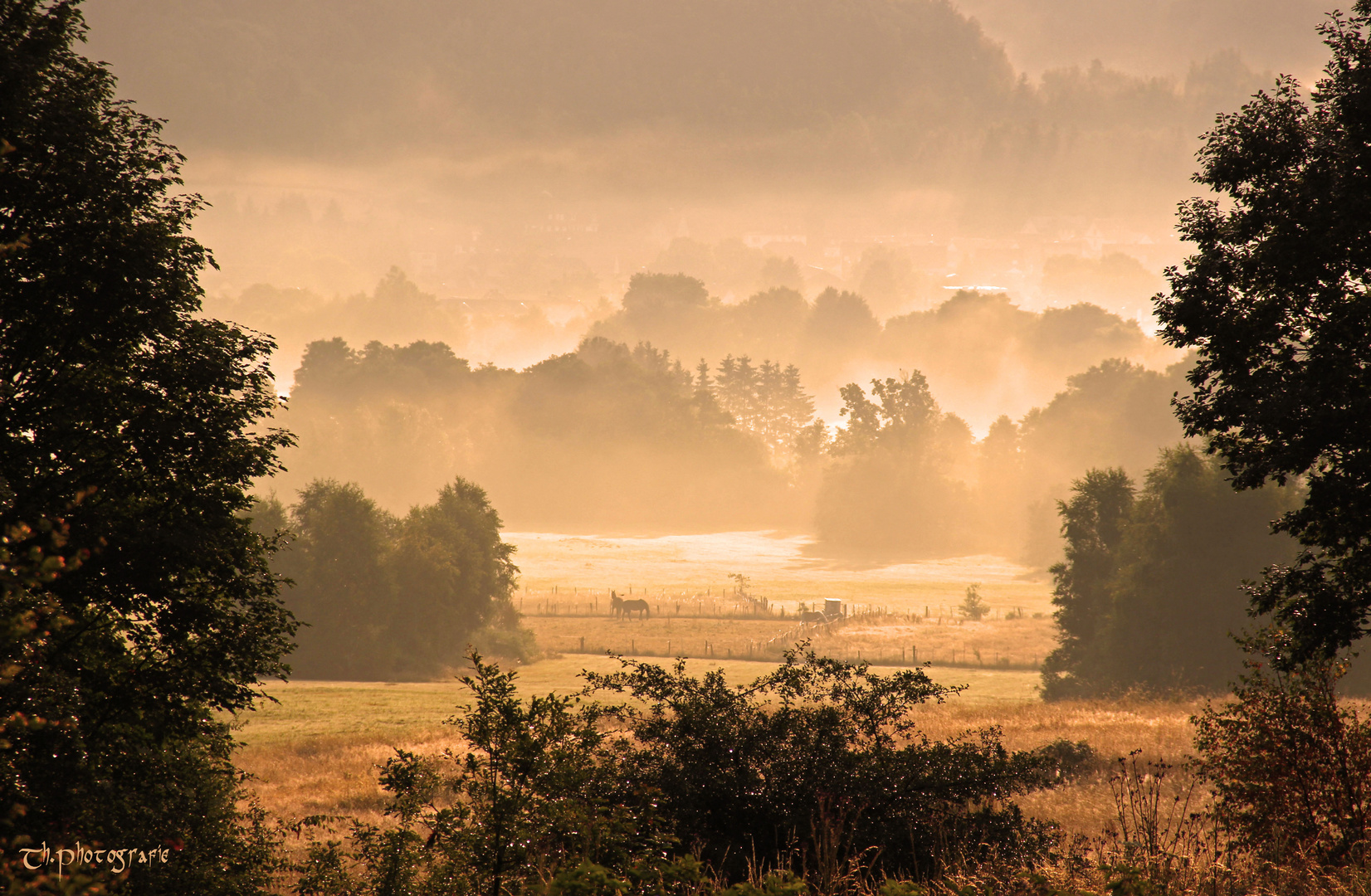 ~ morgendliche Nebelstimmung ~