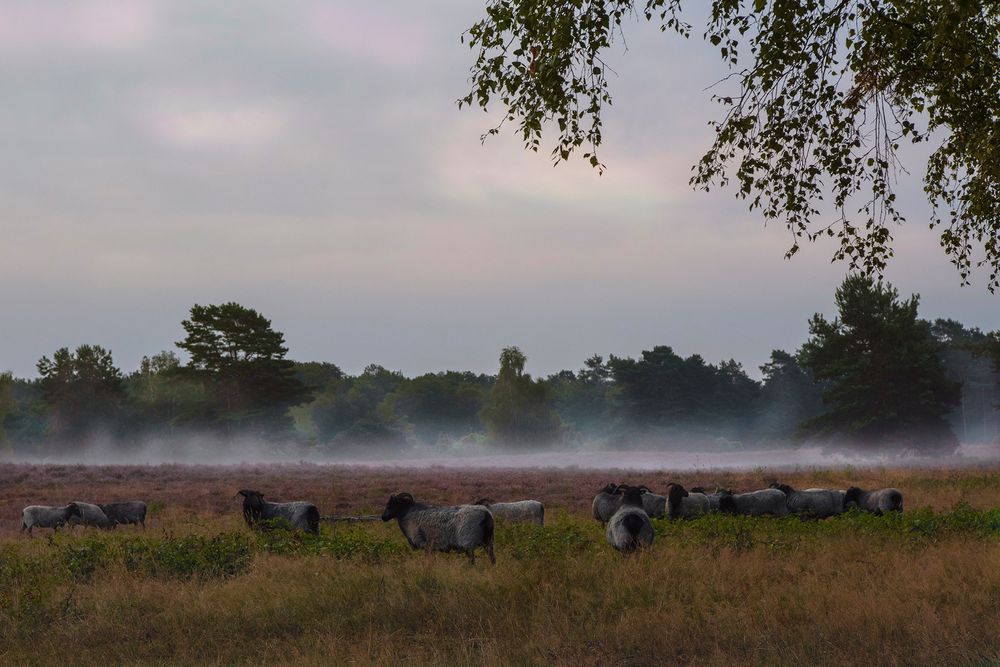 Morgendliche Nebelstimmung