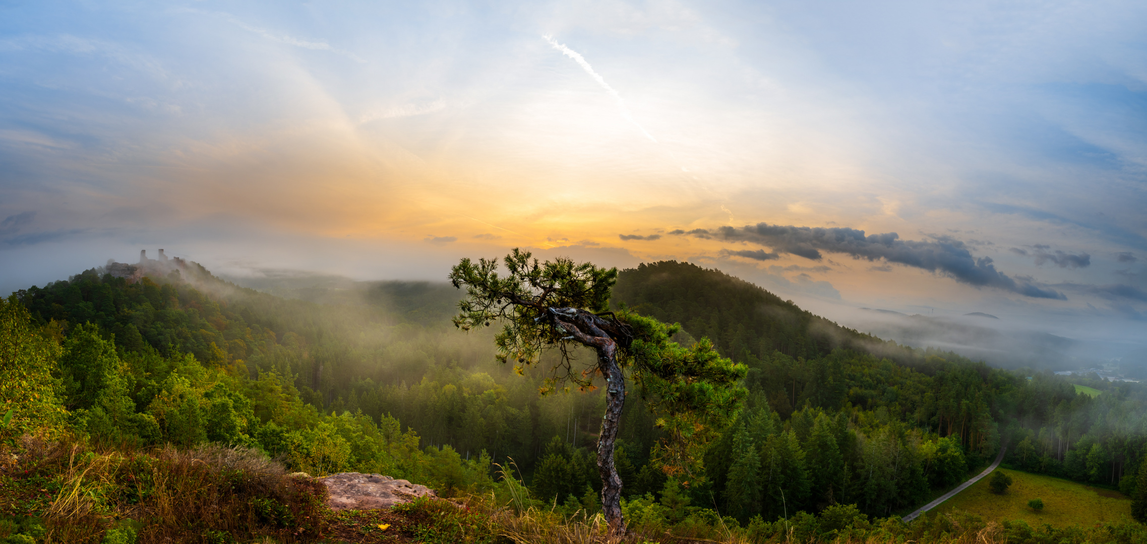 Morgendliche Nebelstimmung im Pfälzer Wald