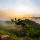 Morgendliche Nebelstimmung im Pfälzer Wald