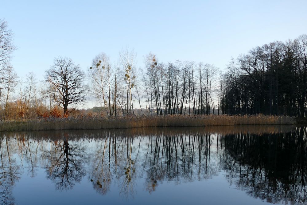 Morgendliche Ruhe am Teich.