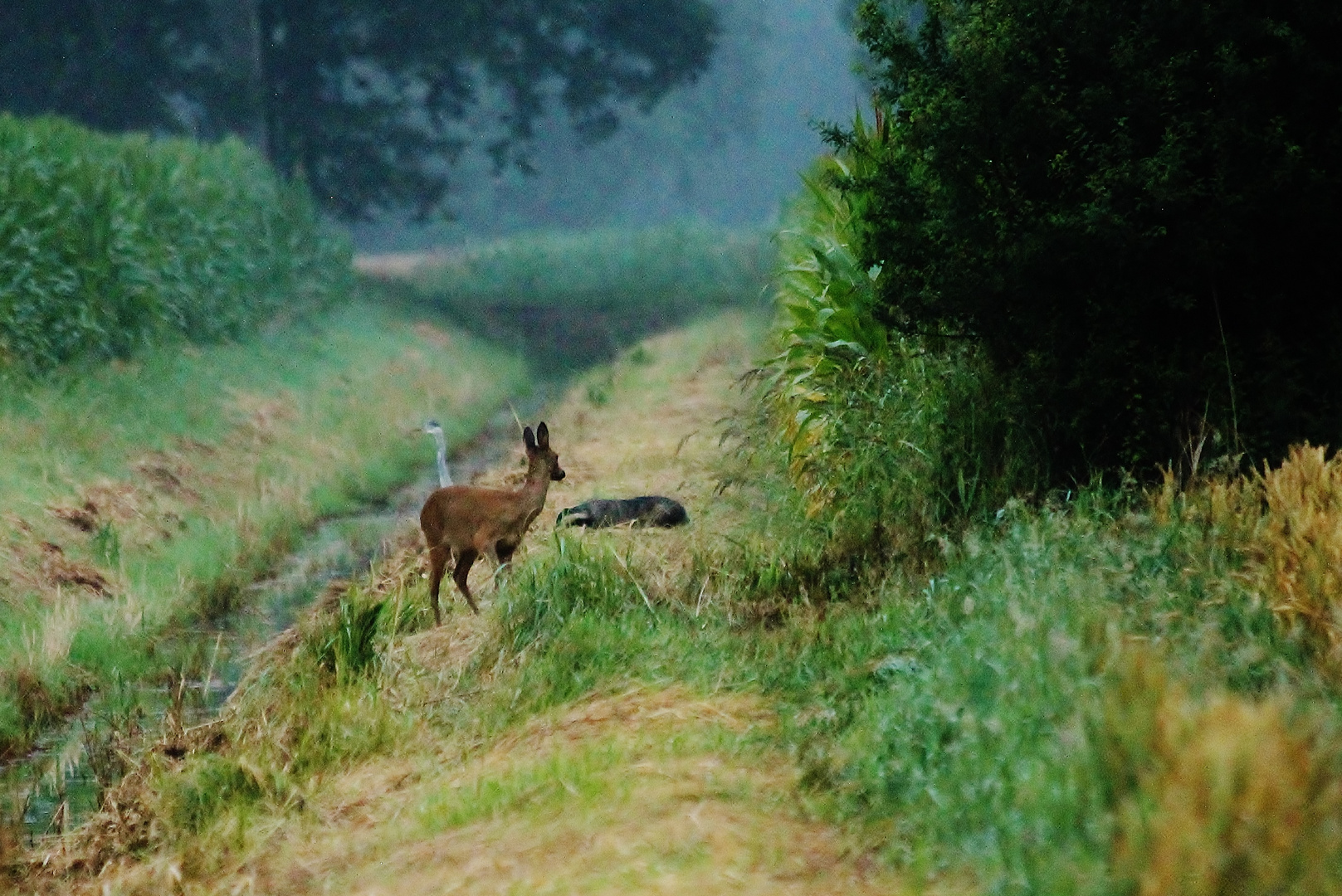 Morgendliche Runde