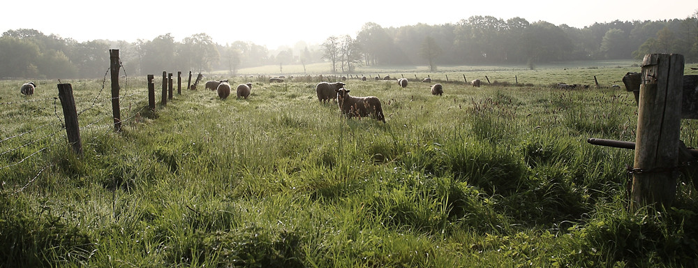 Morgendliche Schafsstunde