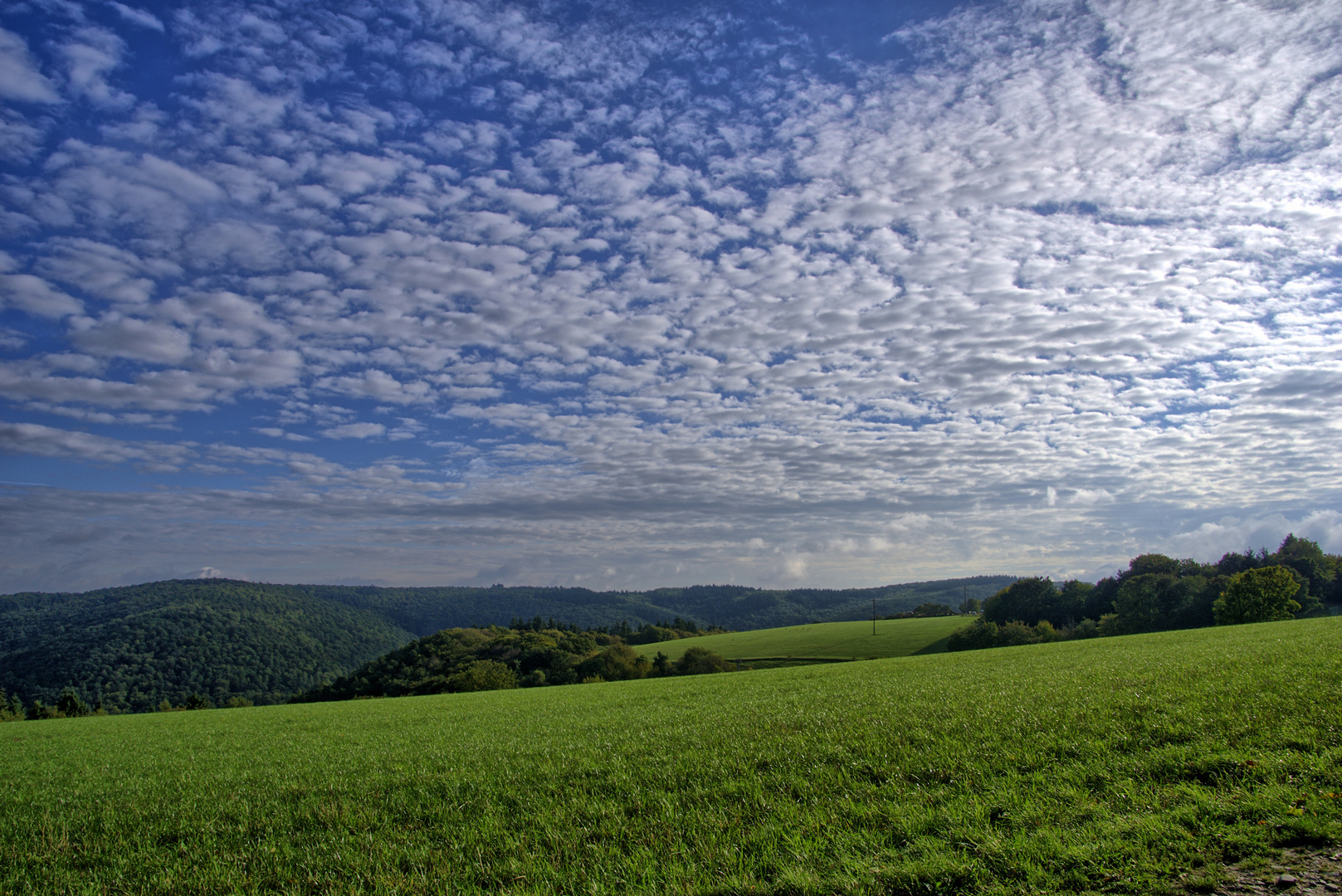 Morgendliche Sommerwiese