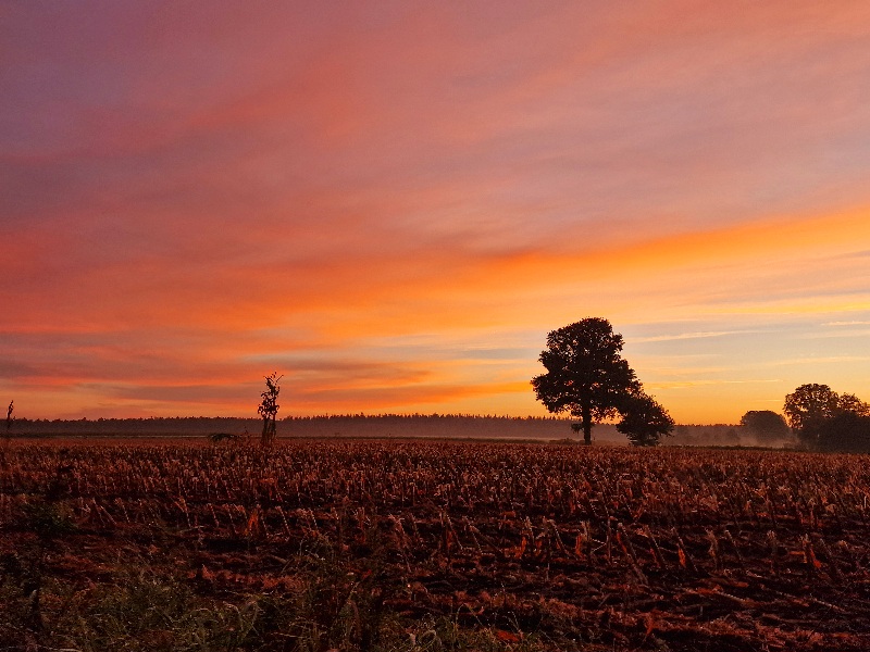 Morgendliche Spaziergänge