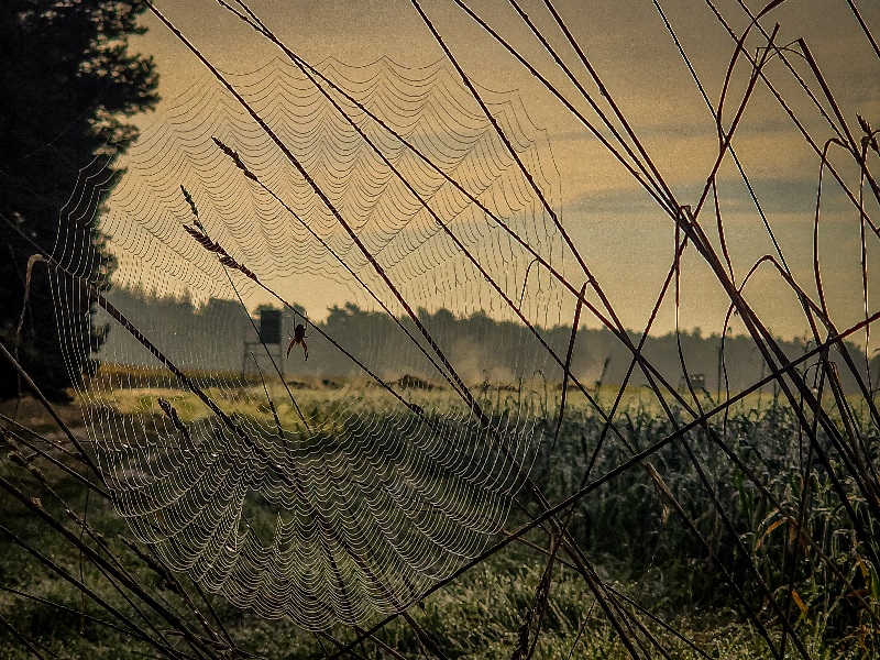 Morgendliche Spaziergänge