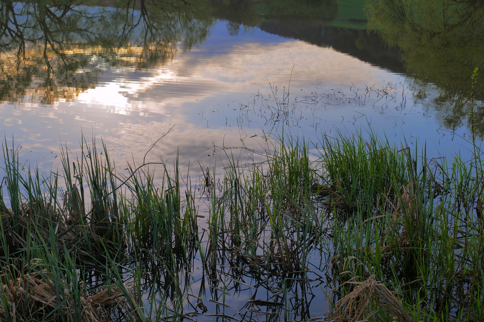 morgendliche Spiegelung an unserem See