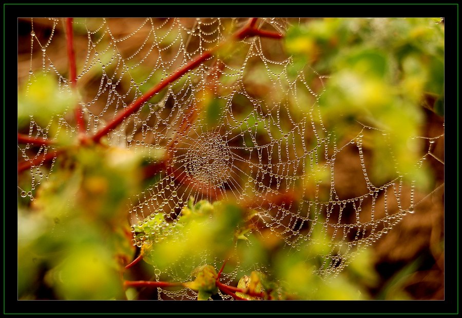 Morgendliche Spinnerei