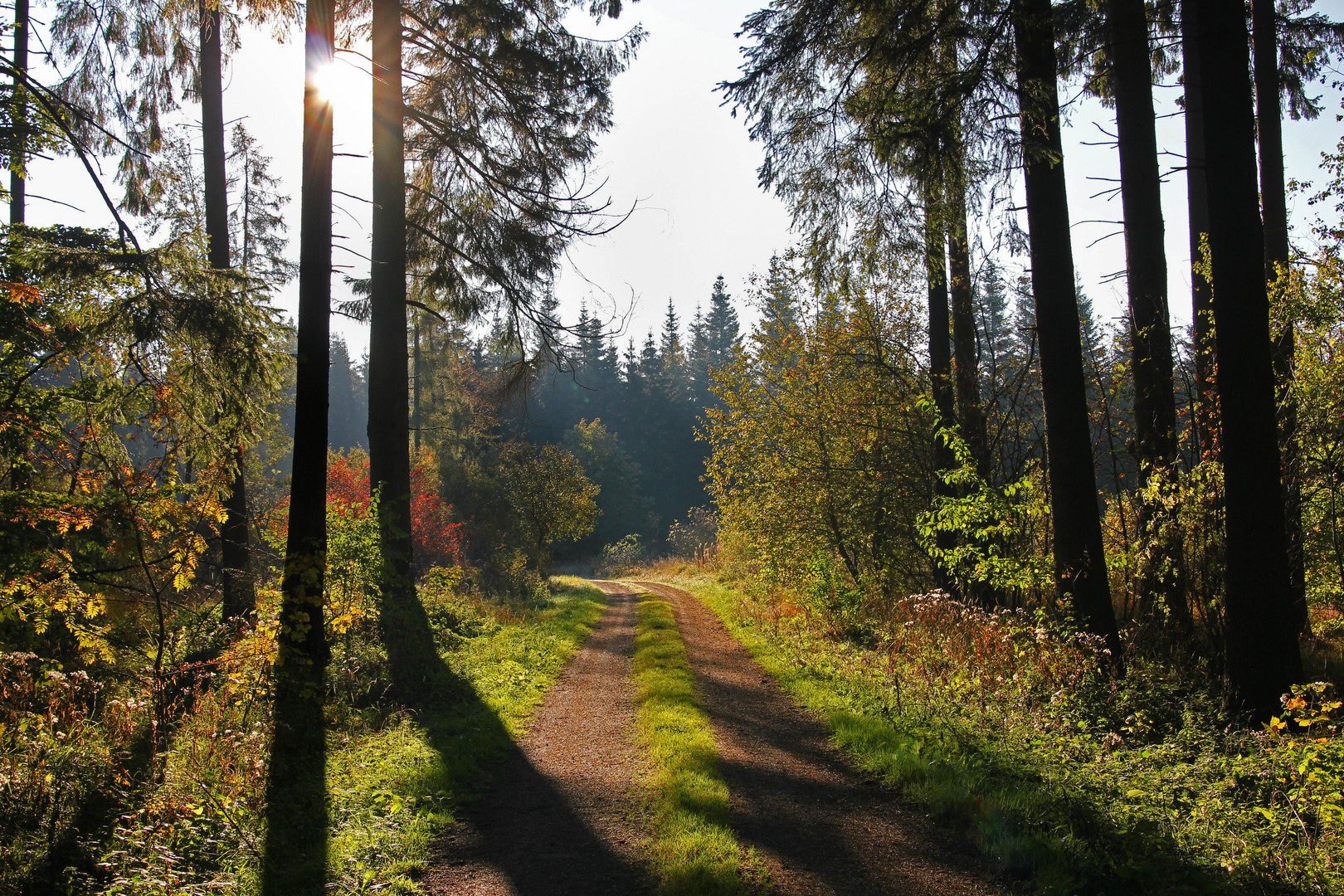 Morgendliche Stimmung Eifel 4