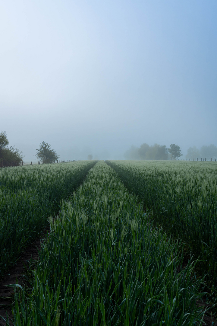 Morgendliche Stimmung im Feld