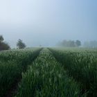 Morgendliche Stimmung im Feld