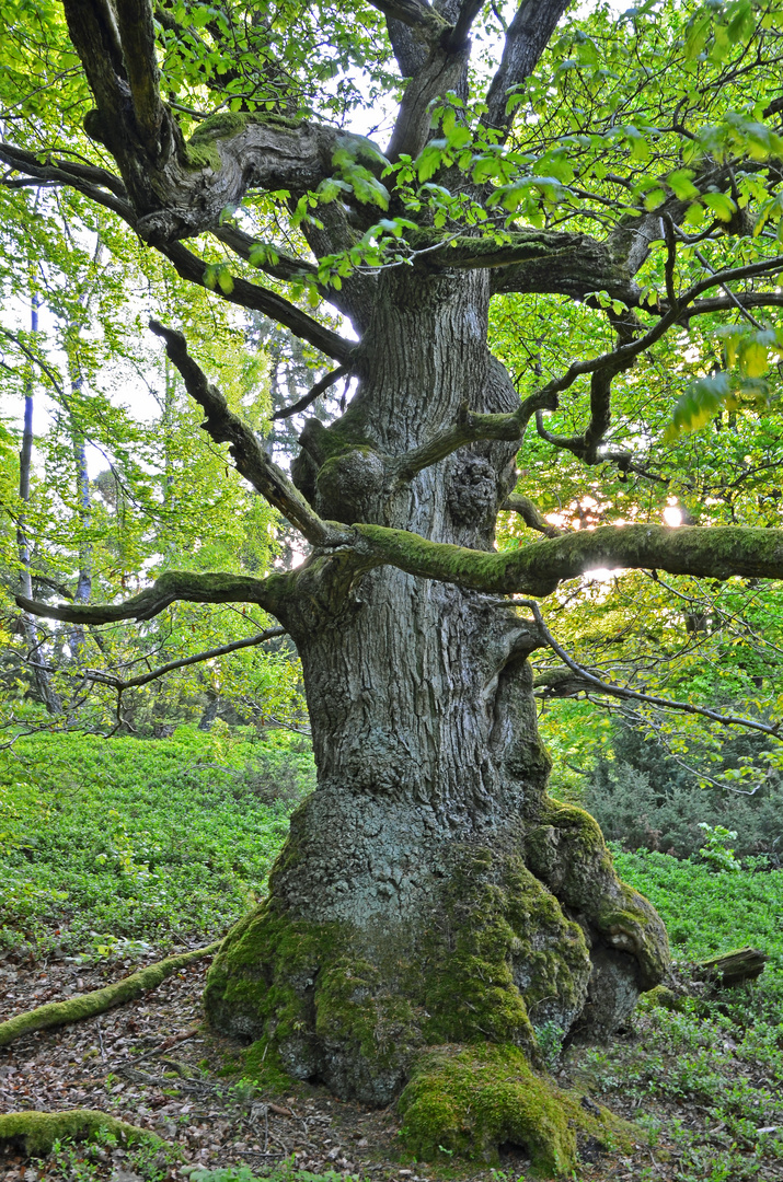 Morgendliche Stimmung im Naturpark Kellerwald