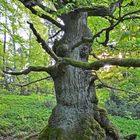 Morgendliche Stimmung im Naturpark Kellerwald