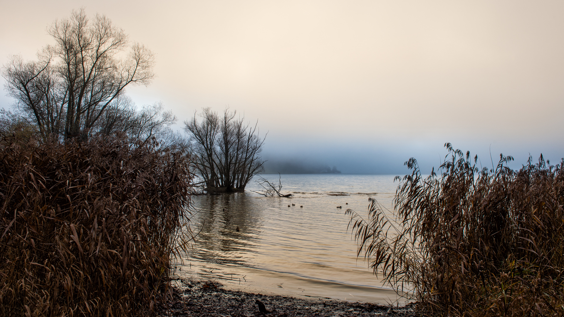 Morgendliche Stimmung im Naturschutzgebiet Steinibachried in Horw