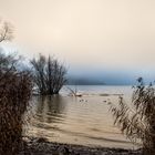 Morgendliche Stimmung im Naturschutzgebiet Steinibachried in Horw