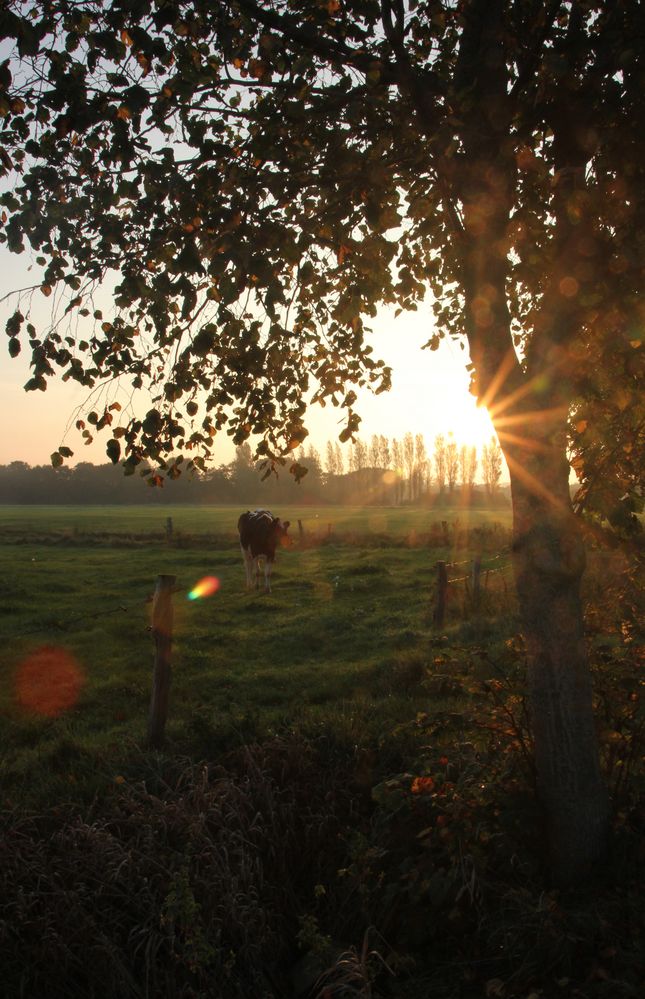 Morgendliche Stimmung in Ostfriesland