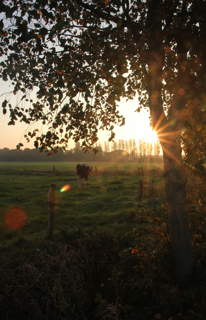 Morgendliche Stimmung in Ostfriesland