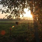 Morgendliche Stimmung in Ostfriesland