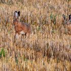 "MORGENDLICHE STOPPELFELD JAGD"