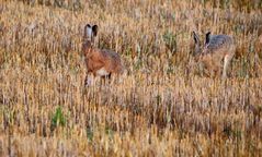 "MORGENDLICHE STOPPELFELD JAGD"