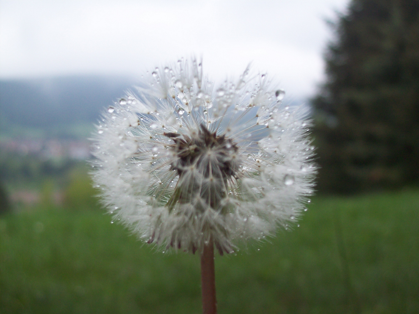 morgendliche Unberührtheit