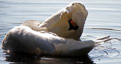 Morgendliche Vorbereitung für den Tag...Gefiederpflege vom Schwan