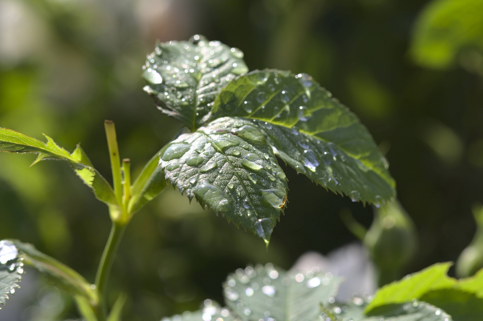 Morgendliche Wassertropfen