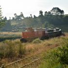 Morgendliche Wiesenbahn... oder so ähnlich