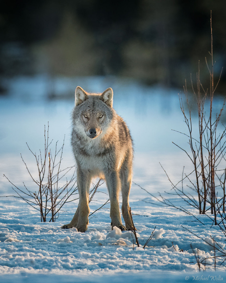 Morgendliche Wolfsbegegnung